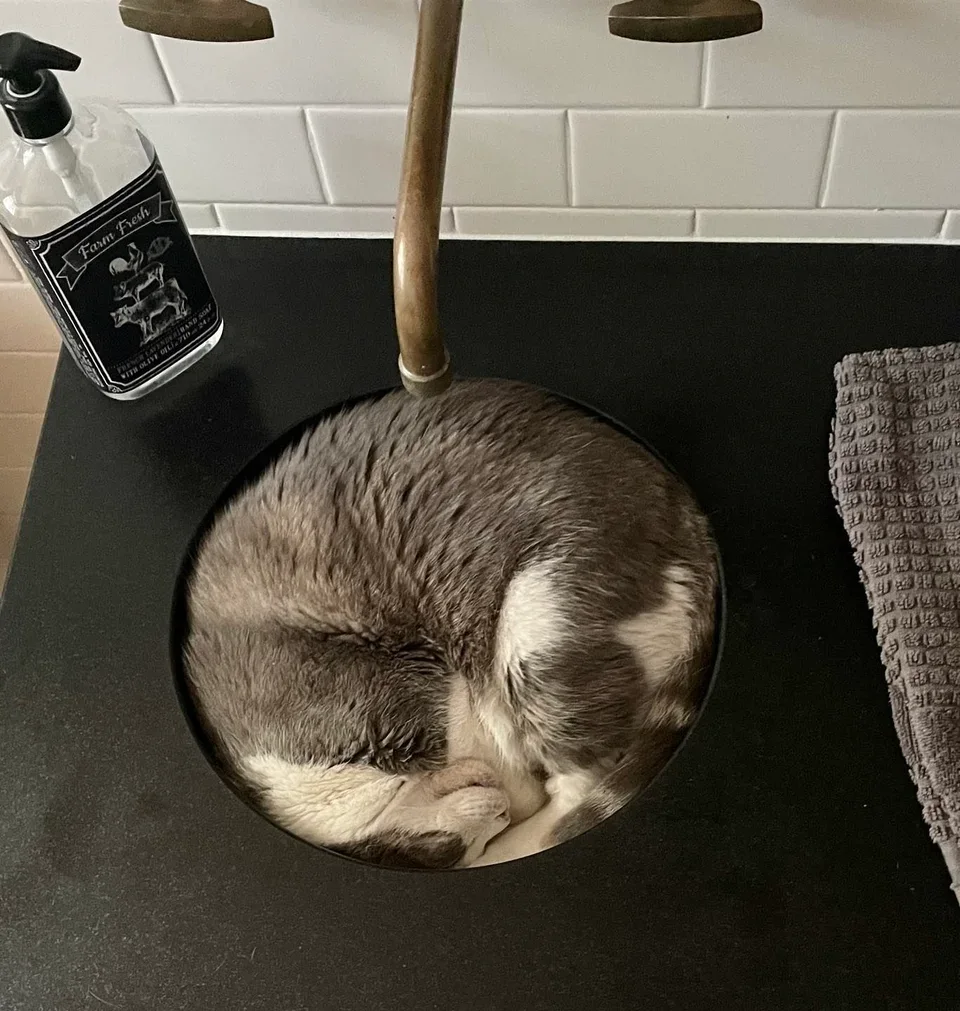 Cat curled perfectly inside a round sink