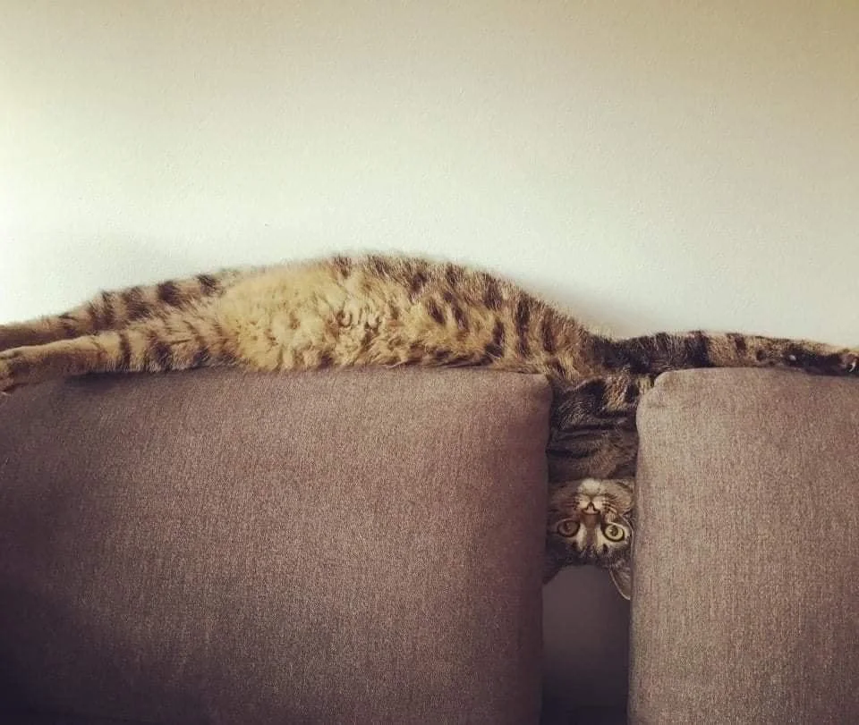 couch spread